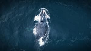 Ballenas