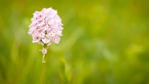 Verborgene Schönheit: Die Orchideen des Saaletals — foto 1