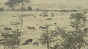 アフリカ動物パズル — foto 4