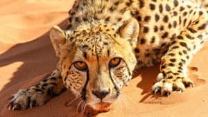 Big Cats: An Amazing Animal Family — foto 3