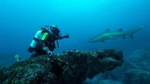 Sydney Harbor Shark Invasion — foto 2