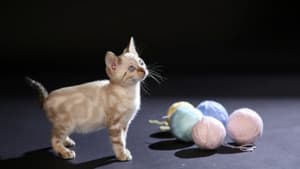 The Story of Cats — foto 4