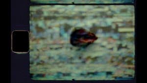 Seeds — foto 5