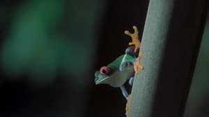 Selva nocturna