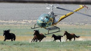 Chasing Wild Horses — foto 1
