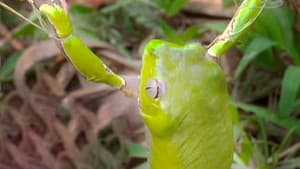 Tripping on Hallucinogenic Frogs — foto 1