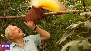 Birds of Paradise — foto 2