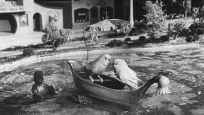 Bill and Coo — foto 2