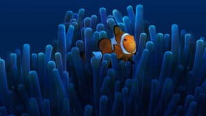 Australia's Ocean Odyssey: A journey down the East Australian Current — foto 1