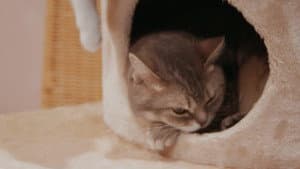 Kittenhood — foto 3