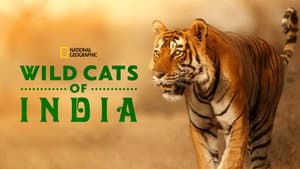 Wild Cats of India — foto 6