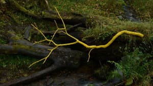 Leaning Into the Wind: Andy Goldsworthy — foto 4