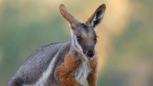 Australia: The Wild Continent — foto 1