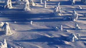 Wild Lapland — foto 5