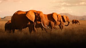The Elephant Queen — foto 1