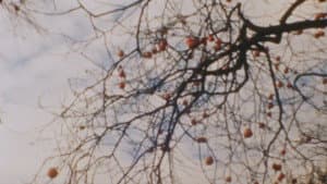 Kakibaum III — foto 1
