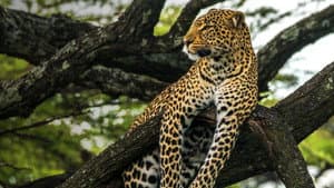 Jade Eyed Leopard — foto 4