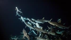700 requins dans la nuit — foto 1