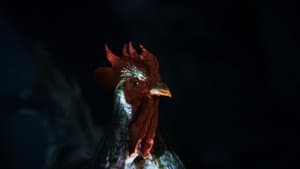Rooster Road — foto 1