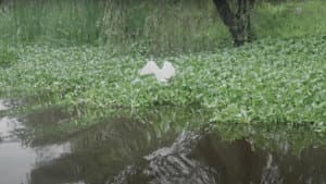 Axolotes — foto 1
