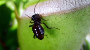 Termites: The Inner Sanctum — foto 2