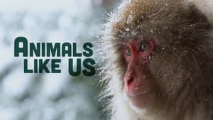 Animals Like Us — foto 2