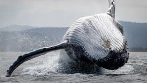 Southern Ocean Live — foto 1
