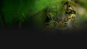 India's Wild Leopards — foto 2