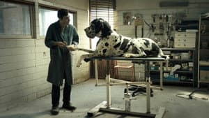 Dogman — foto 4