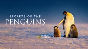 Secretos de los pingüinos — foto 3