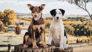 Muster Dogs — foto 9