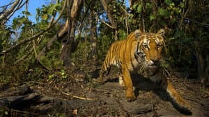 Lost Land of the Tiger — foto 1