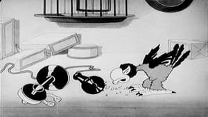 The Bird Store — foto 2