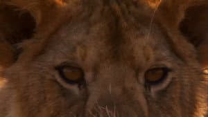 Lion Battle Zone — foto 4