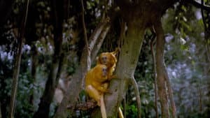 Tropical Rainforest — foto 2