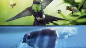 Earth: One Amazing Day — foto 8