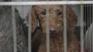 Dogspiracy — foto 1
