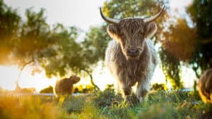 Mi gran pequeña granja: El regreso — foto 5