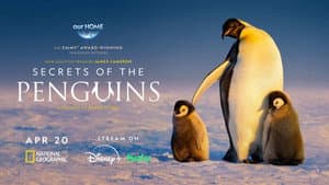 Secretos de los pingüinos — foto 7