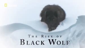 The Rise of Black Wolf — foto 2