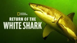 Return of the White Shark — foto 6