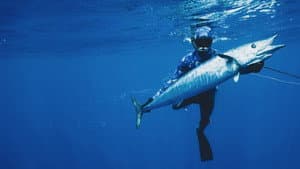 Shark vs. Tuna — foto 6