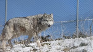 The First Canines — foto 2