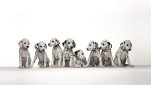 Dogs 101 — foto 2