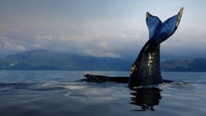 The Humboldt Current — foto 2
