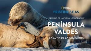 Península Valdés: La Cuna de la Patagonia — foto 1