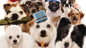 Hotel para Perros — foto 1
