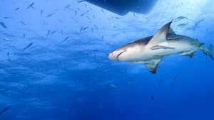 Saved From a Shark — foto 10