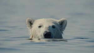 Nuisance Bear — foto 1