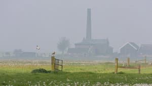 Grutto! De reis van onze nationale vogel — foto 3